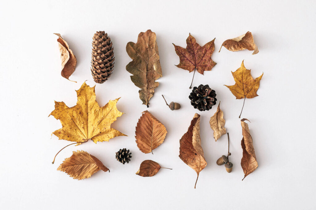 Dry leaves and cones of different types of trees.